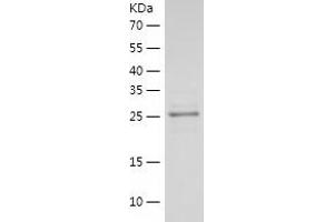 Western Blotting (WB) image for 14-3-3 epsilon (YWHAE) (AA 1-255) protein (His tag) (ABIN7121596) (YWHAE Protein (AA 1-255) (His tag))