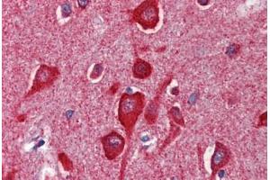 Human Brain, Cortex (formalin-fixed, paraffin-embedded) stained with CYCS antibody ABIN462359 followed by biotinylated anti-mouse IgG secondary antibody ABIN481714, alkaline phosphatase-streptavidin and chromogen.