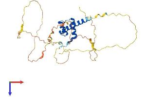 AlphaFold protein structure predicition of Mouse Recombinant Cdx2 Protein, UniprotID P43241