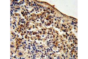 IHC analysis of FFPE mouse spleen tissue stained with Ku70 antibody (XRCC6 anticorps  (AA 432-461))