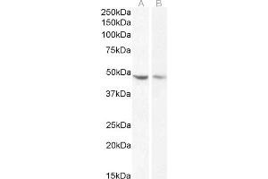 (ABIN185373) (1 μg/mL) staining of Kelly (A) and K562 (B) cell lysate (35 μg protein in RIPA buffer).