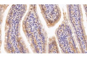 Detection of GAL4 in Rat Small intestine Tissue using Polyclonal Antibody to Galectin 4 (GAL4) (GAL4 anticorps  (AA 1-323))