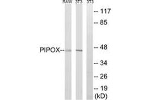 Western Blotting (WB) image for anti-Pipecolic Acid Oxidase (PIPOX) (AA 257-306) antibody (ABIN2890493) (PIPOX anticorps  (AA 257-306))