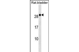 Rat Hoxb7 Antibody (Center) (ABIN1538488 and ABIN2849957) western blot analysis in Rat bladder tissue lysates (35 μg/lane). (HOXB7 anticorps  (AA 56-83))