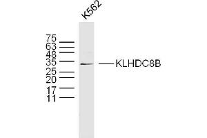 K562 lysates probed with KLHDC8B Polyclonal Antibody, Unconjugated  at 1:300 dilution and 4˚C overnight incubation. (KLHDC8B anticorps  (AA 201-300))