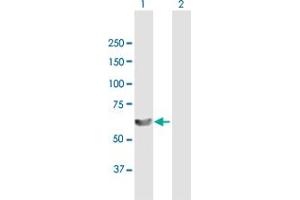 Western Blot analysis of LSM14A expression in transfected 293T cell line by LSM14A MaxPab polyclonal antibody. (LSM14A anticorps  (AA 1-463))
