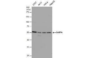 WB Image GABPA antibody detects GABPA protein by western blot analysis. (GABPA anticorps  (Internal Region))