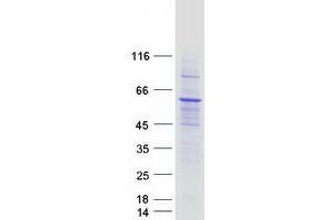 Validation with Western Blot (IFIT5 Protein (Myc-DYKDDDDK Tag))