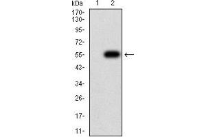 Western blot analysis using CHRND mAb against HEK293 (1) and CHRND (AA: extra 22-245)-hIgGFc transfected HEK293 (2) cell lysate.
