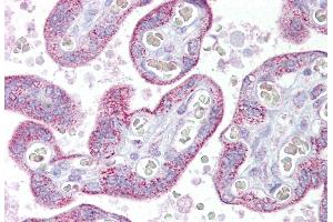 Immunohistochemistry with Placenta tissue at an antibody concentration of 5µg/ml using anti-TRPC4 antibody (ARP35256_P050)