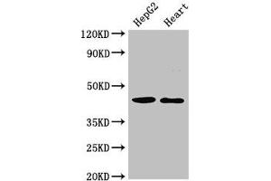 Western Blot Positive WB detected in: HepG2 whole cell lysate, Rat heart tissue All lanes: GULP1 antibody at 2 μg/mL Secondary Goat polyclonal to rabbit IgG at 1/50000 dilution Predicted band size: 35, 20, 23, 34 kDa Observed band size: 45 kDa (GULP1 anticorps  (AA 199-279))
