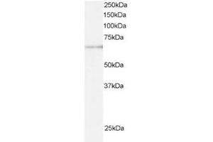 Image no. 1 for anti-Ariadne Homolog, Ubiquitin-Conjugating Enzyme E2 Binding Protein, 1 (ARIH1) (C-Term) antibody (ABIN374297) (ARIH1 anticorps  (C-Term))
