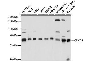 Western blot analysis of extracts of various cell lines, using CDC23 antibody (ABIN7266248) at 1:1000 dilution. (CDC23 anticorps  (AA 50-150))