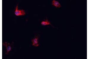 ABIN6276925 staining HepG2? (HSPA1L anticorps  (Internal Region))