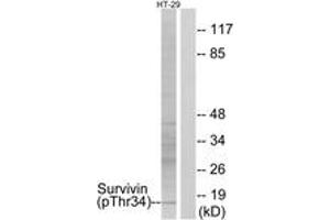 Western blot analysis of extracts from HT29 cells treated with EGF 100ug/ml 30', using Survivin (Phospho-Thr34) Antibody. (Survivin anticorps  (pThr34))