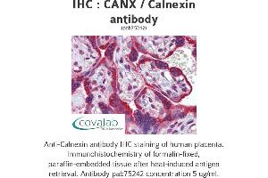 Image no. 1 for anti-Calnexin (CANX) (N-Term) antibody (ABIN1732595) (Calnexin anticorps  (N-Term))