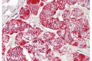 Rabbit Anti-Rps12 antibody Catalog Number: ARP51260 Formalin Fixed Paraffin Embedded Tissue: Human Adrenal Primary antibody Concentration: 1:100 Secondary Antibody: Donkey anti-Rabbit-Cy3 Secondary Antibody Concentration: 1:200 Magnification: 20x Exposure Time: 0.