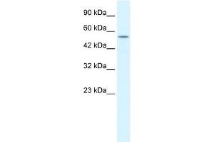 KCNK10 antibody used at 1. (KCNK10 anticorps  (C-Term))
