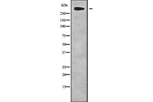 Western blot analysis CHD8 using HepG2 whole cell lysates. (CHD8 anticorps)