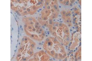 Used in DAB staining on fromalin fixed paraffin- embedded kidney tissue (Caspase 2 anticorps  (AA 334-452))