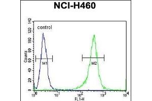 FMR1 Antibody (N-term) (ABIN390866 and ABIN2841083) flow cytometric analysis of NCI- cells (right histogram) compared to a negative control cell (left histogram). (FMR1 anticorps  (N-Term))