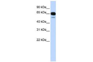 SLC22A8 antibody used at 1 ug/ml to detect target protein. (SLC22A8 anticorps)