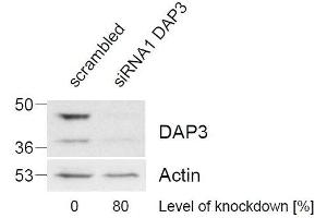ABIN2562142 (1µg/ml) staining of HeLa lysate (control in left lane and after si-RNA-mediated DAP3 knock-down expresson in right lane) (35µg protein in RIPA buffer). (DAP3 anticorps  (C-Term))