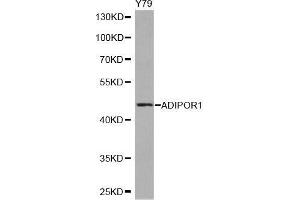 Western blot analysis of extracts of Y79 cell line, using ADIPOR1 antibody. (Adiponectin Receptor 1 anticorps  (AA 1-136))