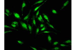 Immunofluorescence staining of Hela cells with ABIN7155301 at 1:133, counter-stained with DAPI.