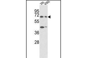 Western blot analysis of SHP2 Antibody  (ABIN6243732 and ABIN6579046) in 293, K562 cell line lysates (35 μg/lane). (PTPN11 anticorps  (AA 526-551))