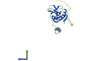 AlphaFold protein structure predicition of Mouse Recombinant Clec7a Protein, UniprotID Q6QLQ4