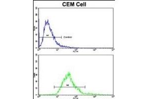 Flow cytometric analysis of CEM cells using MGMT Antibody (C-term)(bottom histogram) compared to a negative control cell (top histogram). (MGMT anticorps  (C-Term))