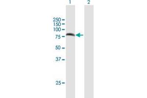 Western Blot analysis of PARN expression in transfected 293T cell line by PARN MaxPab polyclonal antibody. (PARN anticorps  (AA 1-639))