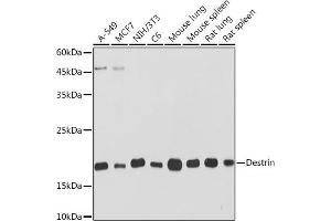 Western blot analysis of extracts of various cell lines, using Destrin Rabbit mAb (ABIN7266742) at 1:1000 dilution.