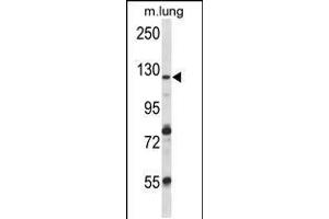 Western blot analysis in mouse lung tissue lysates (35ug/lane). (VPS54 anticorps  (AA 465-491))