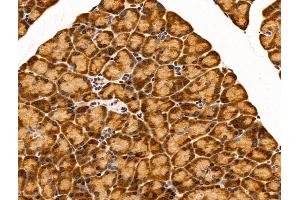 ABIN7094715 and ABIN7098766 at 1/100 staining Rat stomach tissue by IHC-P.