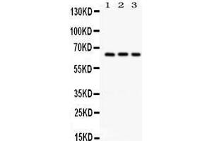 Western Blotting (WB) image for anti-Secreted phosphoprotein 1 (SPP1) (AA 281-314), (C-Term) antibody (ABIN3043353) (Osteopontin anticorps  (C-Term))