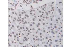 IHC-P analysis of Rat Tissue, with DAB staining. (EPAS1 anticorps  (AA 24-348))