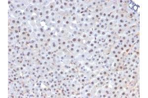 Formalin-fixed, paraffin-embedded rat liver stained with FOXA1 Mouse Monoclonal Antibody (FOXA1/1241). (FOXA1 anticorps  (AA 372-472))