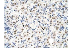 anti-Non-POU Domain Containing, Octamer-Binding (NONO) (C-Term) antibody