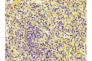 IHC image of ABIN7147154 diluted at 1:100 and staining in paraffin-embedded human spleen tissue performed on a Leica BondTM system. (CD31 anticorps  (AA 28-315))