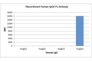 Recombinant Human IgG4 Fc antibody specifically reacts to hIgG4. (Recombinant Lapin anti-Humain IgG4 (Fc Region) Anticorps)