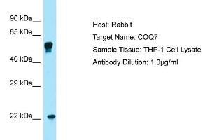 Host: RabbitTarget Name: COQ7Antibody Dilution: 1. (Coq7 anticorps  (C-Term))