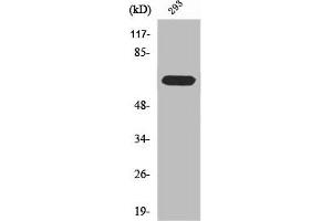 Western Blot analysis of 293 cells using RPAP2 Polyclonal Antibody (RPAP2 anticorps  (C-Term))
