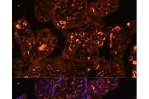 Immunofluorescence analysis of Human placenta using LAIR2 Polyclonal Antibody at dilution of 1:100. (LAIR2 anticorps)
