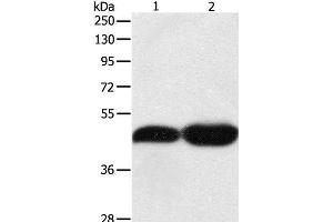 Western Blot analysis of NIH/3T3 and Lncap cell using TEKT1 Polyclonal Antibody at dilution of 1:500 (TEKT1 anticorps)