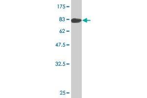 Western Blot detection against Immunogen (83.