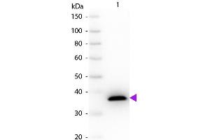Western Blot of Sheep anti-Malate Dehydrogenase antibody. (Malate Dehydrogenase (MDH) anticorps)