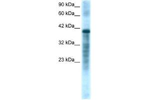 Human HepG2; WB Suggested Anti-PSMC3 Antibody Titration: 1. (PSMC3 anticorps  (Middle Region))