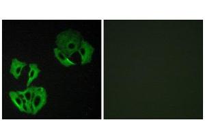 Immunofluorescence (IF) image for anti-MAP-Kinase Activating Death Domain (MADD) (Internal Region) antibody (ABIN1849836) (MADD anticorps  (Internal Region))